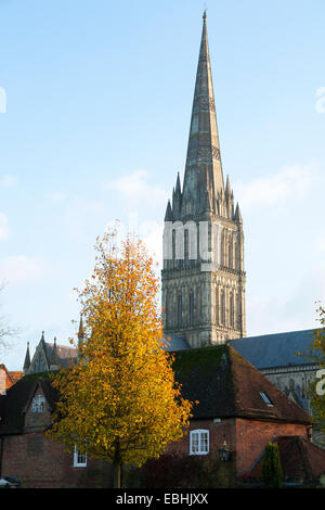 Turm der Kathedrale von Salisbury gezeigt, während der Herbst / Winter, mit einem Baum im golden / gold späten Herbst Blatt. Salisbury UK. Stockfoto
