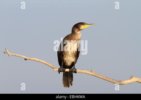 Kormoran auf Ast über den Himmel, Donaudelta, Rumänien (Phalacrocorax Carbo) Stockfoto