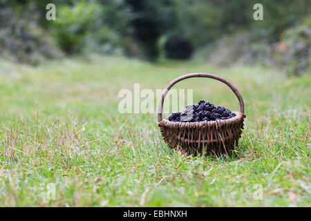 Frisch gepflückten Brombeeren in einem Weidenkorb. Stockfoto