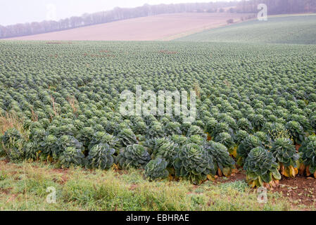 Englische Rosenkohl Anbau auf einem Bauernhof in Gloucestershire, England UK Stockfoto