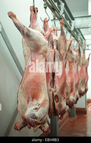 Schweinefleisch-Schweinehälften hängen an Fleischerhaken in einer Fabrik Stockfoto