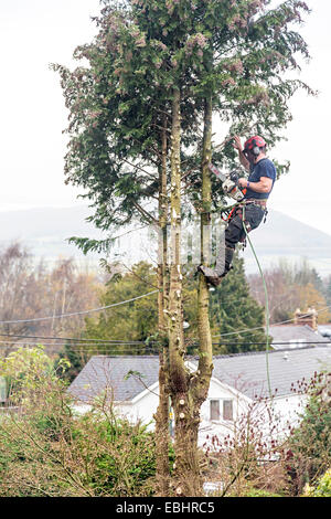 Baumpfleger Abholzen Nadelbaum im Garten, Llanfoist, Wales, UK Stockfoto