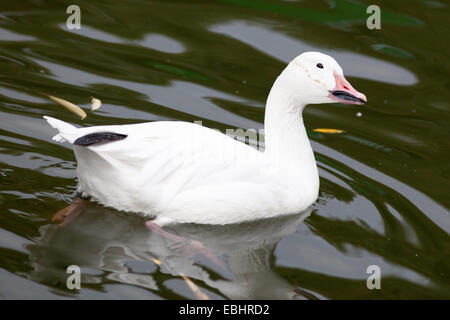 Anser Caerulescens, Chen Hyperboreus, Chen Caerulescens, Schneegans. Russland, Moskauer Zoo. Stockfoto