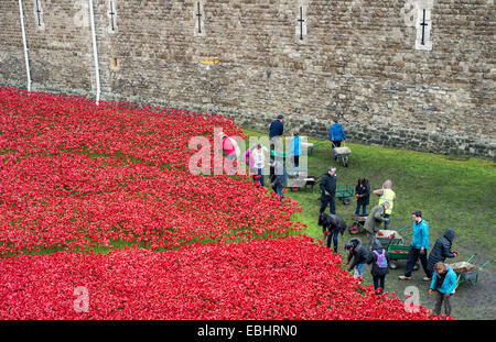 Freiwillige entfernen die Keramik Mohnblumen bei der Blut Mehrfrequenzdarstellung Länder und Meere von Red Installation am Tower of London England UK Stockfoto