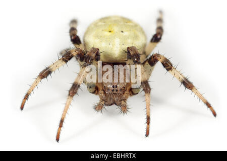 Ein 4-Punkt orbweaver (Araneus Quadratus) auf weißem Hintergrund. Vier Spots orbweavers sind ein Teil der Familie - Araneidae Orbweavers. Stockfoto