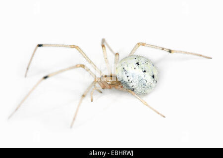 Eine weibliche Candystripe (oder POLYMORPHE) Spider (Enoplognatha ovata) auf einem weißen Hintergrund, ein Teil der Familie Theridiidae - Cobweb Weber. Stockfoto