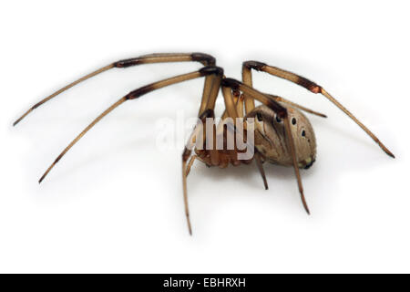 Die braune Witwe (Latrodectus Geometricus) ist eng verwandt mit der schwarzen Witwe und hat eine sehr potente neurotoxische Venom. Stockfoto