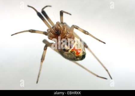 Die braune Witwe (Latrodectus Geometricus) ist eng verwandt mit der schwarzen Witwe und hat eine sehr potente neurotoxische Venom. Stockfoto