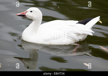 Anser Caerulescens, Chen Hyperboreus, Chen Caerulescens, Schneegans. Russland, Moskauer Zoo. Stockfoto