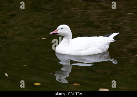 Anser Caerulescens, Chen Hyperboreus, Chen Caerulescens, Schneegans. Russland, Moskauer Zoo. Stockfoto