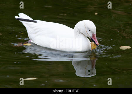 Anser Caerulescens, Chen Hyperboreus, Chen Caerulescens, Schneegans. Russland, Moskauer Zoo. Stockfoto