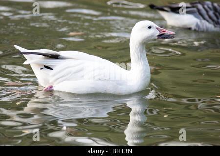 Anser Caerulescens, Chen Hyperboreus, Chen Caerulescens, Schneegans. Russland, Moskauer Zoo. Stockfoto