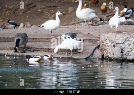 Anser Caerulescens, Chen Hyperboreus, Chen Caerulescens, Schneegans. Russland, Moskauer Zoo. Stockfoto