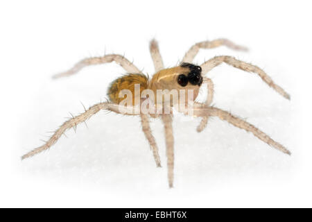 Eine gemeinsame Wolf-Spider (Pardosa pullata) spiderling, Teil der Familie Lycosidae - Wolf, Spinnen. Stockfoto