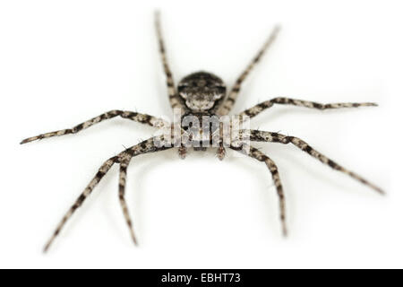Flechten - Spider (Philodromus margaritatus) auf einem weißen Hintergrund, ein Teil der Familie Philodromidae - Running Crab Spiders. Stockfoto