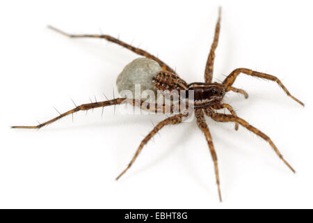 Weibliche spinne Pardosa palustris auf weißem Hintergrund. Familie Lycosidae, Wolf spinnen. Die Spinne ist, die ein Ei sac unter seine Spinnereien. Stockfoto