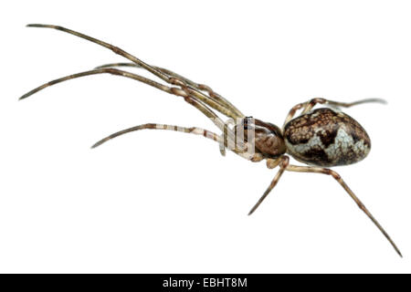 Weibliche Tetragnatha obtusa Spinne auf weißem Hintergrund. Familie Tetragnathidae, lange Backen orb Weber. Stockfoto