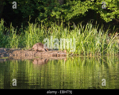Europäischer Biber (Castor Fiber), kurz vor Sonnenuntergang an einem Fluss in Schweden. Normalerweise sind sie schwer zu erkennen, bei Tageslicht. Stockfoto