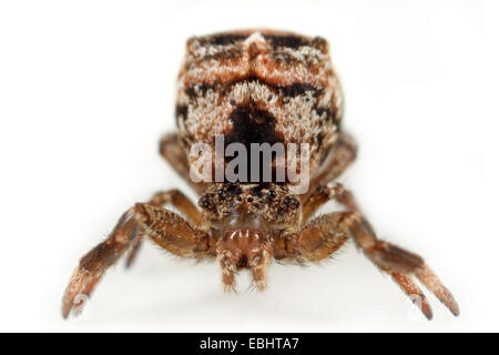 Das Dreieck Spinne (Hyptiotes paradoxus) ist eine sehr seltsame Spinne. Seine Form und Farbe macht es fast unmöglich, zu erkennen, auf einem kleinen Zweig. Stockfoto