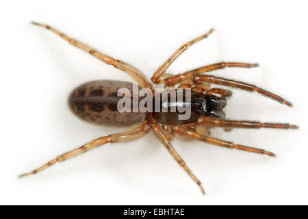 Eine weibliche Schlange - zurück Spinne oder Leopard Spinne (Segestria senoculata) auf weißem Hintergrund. Ein Teil der Familie Segestriidae, Tunnel oder Sechs-eyed Spinnen. Stockfoto