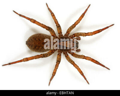 Frau Wolf Spider (Trochosa terricola) auf weißem Hintergrund. Wolf Spinnen sind Teil der Familie Lycosidae. Stockfoto