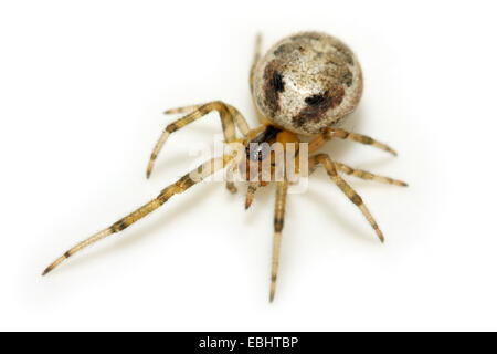 Eine weibliche Fehlende Sektor orb Weaver (Zygiella x-Notata) auf weißem Hintergrund. Die Spinne erhält seinen Namen von einer orb Web, ist nicht komplett. Stockfoto