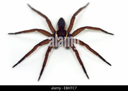 Eine männliche Fen Floß Spinne (Dolomedes Plantarius), eine semi-aquatische Angeln (oder Floß) Spinne auf weißem Hintergrund. Familie Pisauridae. Stockfoto