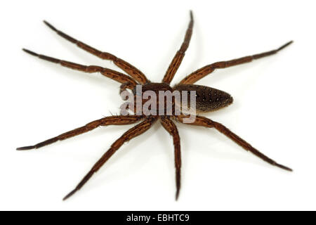 Eine männliche Fen Floß Spinne (Dolomedes Plantarius), eine semi-aquatische Angeln (oder Floß) Spinne auf weißem Hintergrund. Familie Pisauridae. Stockfoto