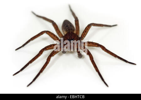 Eine männliche Fen Floß Spinne (Dolomedes Plantarius), eine semi-aquatische Angeln (oder Floß) Spinne auf weißem Hintergrund. Familie Pisauridae. Stockfoto