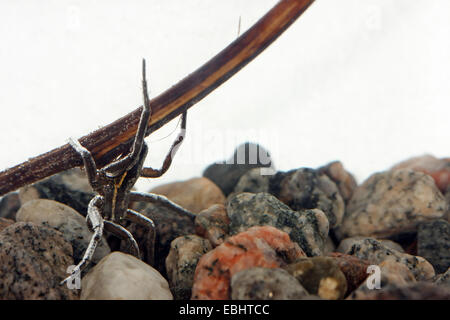 Ein fast versunkene männlichen Fen Floß Spider (Dolomedes Plantarius), eine semi-aquatische Angeln (oder Floß) Spinne. Stockfoto