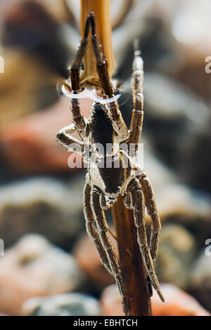 Ein fast versunkene männlichen Fen Floß Spider (Dolomedes Plantarius), eine semi-aquatische Angeln (oder Floß) Spinne. Stockfoto