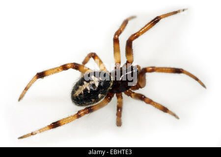 Eine weibliche Falsche Witwe Spinne (Steatoda paykulliana) auf weißem Hintergrund. Ein Teil der Familie Theridiidae - Cobweb Weber. Stockfoto