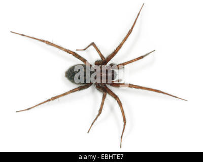 Eine weibliche gemeinsame Haus-Spider (Teganaria domestica), auf einem weißen Hintergrund, ein Teil der Familie Agelenidae - Trichter web Weber. Stockfoto