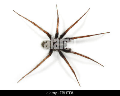 Ein männlicher gemeinsame Haus-Spider (Teganaria domestica), auf einem weißen Hintergrund, ein Teil der Familie Agelenidae - Trichter web Weber. Stockfoto