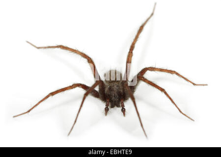 Ein männlicher gemeinsame Haus-Spider (Teganaria domestica), auf einem weißen Hintergrund, ein Teil der Familie Agelenidae - Trichter web Weber. Stockfoto