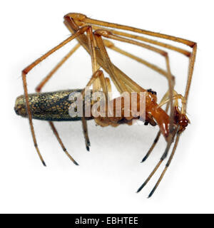 Ein männlicher Gemeinsame Stretch-Spider (tetragnatha extensa), auf einem weißen Hintergrund, ein Teil der Familie Tetragnathidae - Long-Jawed Orb-Weber oder Stretch spinnen. Stockfoto