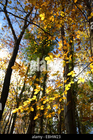 Bei strahlendem Sonnenschein in einen herbstlichen Wald in Wales, UK Blätter vergilben Buche Stockfoto
