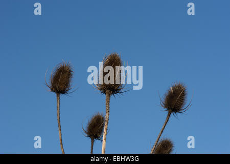 Bieten gegen ein strahlend blauer Himmel Stockfoto