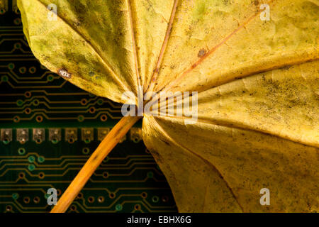 natürliche und künstliche Netzwerk-Kommunikations-System in der Natur und KI-Systeme, die kontrastierenden Medienmaterial und Stärke-Schaltung Stockfoto