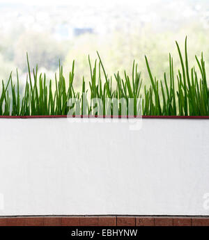 Frischem Schnittlauch im Topf in der Nähe des Fensters Stockfoto