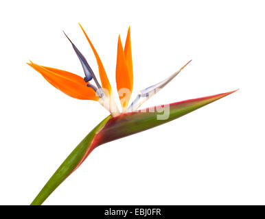 Strelitzia Reginae Paradiesvogel Blume isoliert Stockfoto