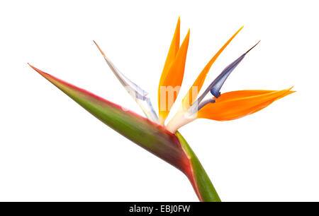 Strelitzia Reginae Paradiesvogel Blume isoliert Stockfoto