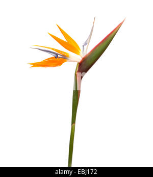 Strelitzia Reginae Paradiesvogel Blume isoliert Stockfoto