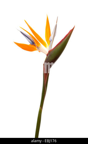 Strelitzia Reginae Paradiesvogel Blume isoliert Stockfoto