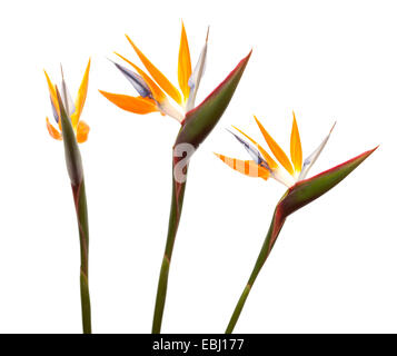 Strelitzia Reginae Paradiesvogel Blume isoliert Stockfoto