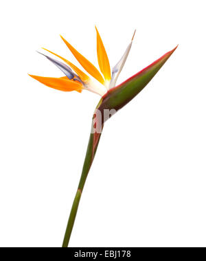 Strelitzia Reginae Paradiesvogel Blume isoliert Stockfoto