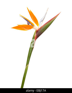 Strelitzia Reginae Paradiesvogel Blume isoliert Stockfoto