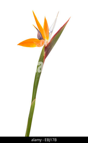 Strelitzia Reginae Paradiesvogel Blume isoliert Stockfoto