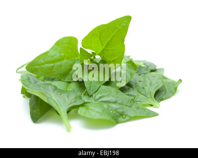 Tetragonia Tetragonioides, Neuseeland Spinat, isoliert auf weiss Stockfoto