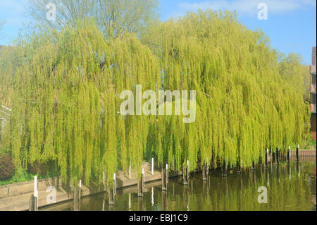 Überhängenden Trauerweide Bäume am Fluss Avon in Stratford-upon-Avon, Warwickshire, England, Großbritannien Stockfoto